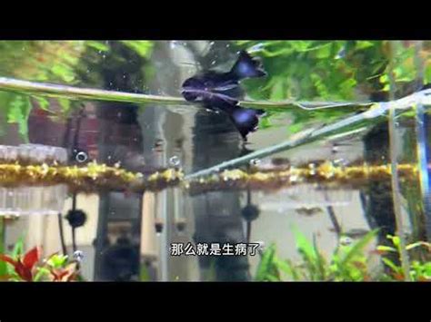 死掉的魚怎麼處理|魚缸里的魚死了，撈出來後，後面的程序你知道嗎？